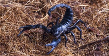 racun-kalajengking-punya-khasiat-obat-ini-kata-dokter-ipb-university-770x400